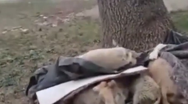 Çiçekdağı 30. Km'de Katledilmiş 500 Hayvan!