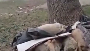 Çiçekdağı 30. Km'de Katledilmiş 500 Hayvan!