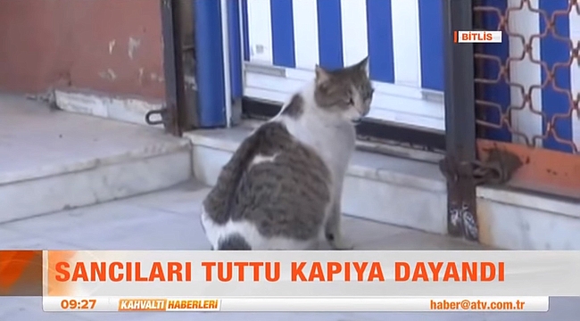 Doğum Sancıları Tutan Kedinin Hikayesi