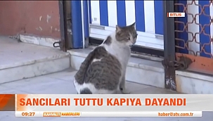 Doğum Sancıları Tutan Kedinin Hikayesi