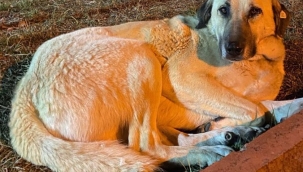 DÜN ZEHİRLENEREK ÖLDÜRÜLDÜ!