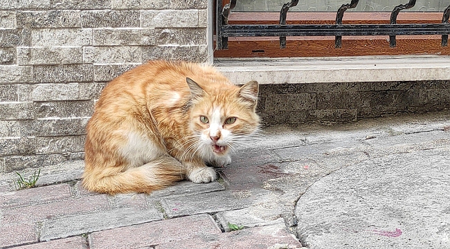 Kedi Paşa'ya fakirlik belgesi çıktı