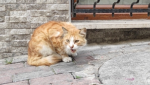 Kedi Paşa'ya fakirlik belgesi çıktı