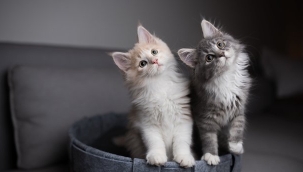 KEDİLER HAKKINDA BİLMEDİKLERİMİZ