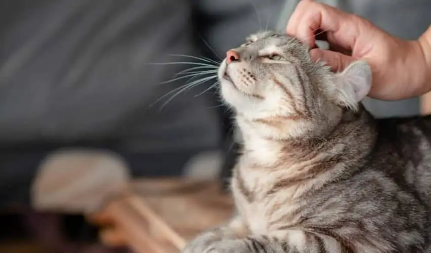 Nuray YAVUZ; Kedi Sahipleneceklerin Dikkatine