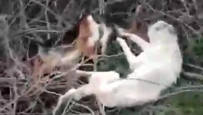 Sakarya'da 5 sokak köpeğini zehirleyerek öldürdüler!