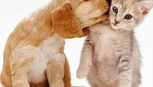 SESSİZ CANLAR HABER YAYINDA