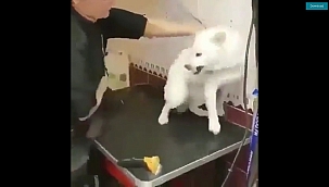 SEVGİ EN ETKİLİ İLAÇ..