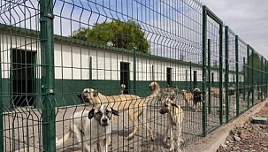 Sincan Hayvan Barınağında Vahşet (+18)