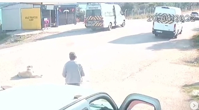Sokak Canının Ezilme Anı Kameraya Takıldı