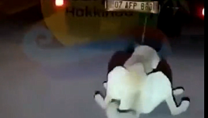 CANİLER !!! (Güncellendi)