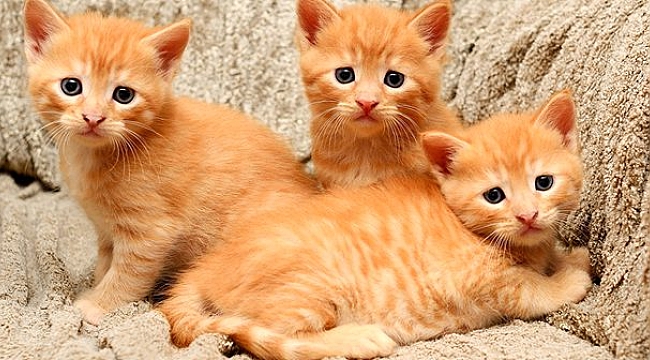 Dini Açıdan Hayvan Sevgisi