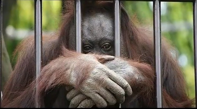 Hangi Suçtan Dolayı Hapisler?