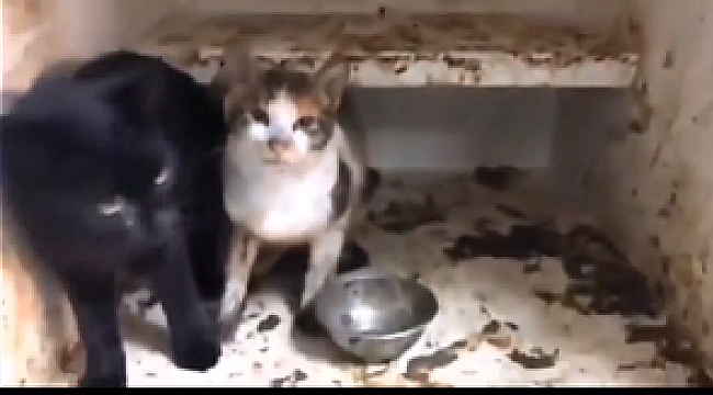 İstanbul Tepeören Hayvan Bakım Barınağı'ndan korkunç manzaralar