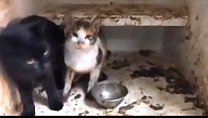 İstanbul Tepeören Hayvan Bakım Barınağı'ndan korkunç manzaralar