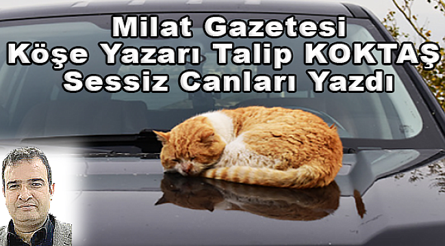 Milat Gazetesi Köşe Yazarı Talip Koktaş Sessiz Canlar İçin Yazdı