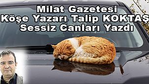 Milat Gazetesi Köşe Yazarı Talip Koktaş Sessiz Canlar İçin Yazdı