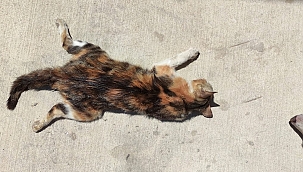 AĞZI DİLİ OLMAYAN CANLARA HANGİ RUHSUZLAR KASTEDİYOR! (+16)