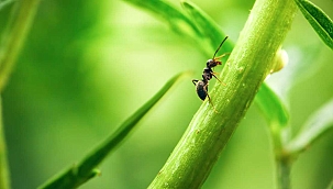 Karınca Size Mektup Yazmış