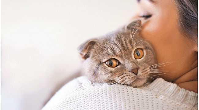 Kedi sağlık demek