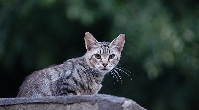 KEDİLERDE FIP HASTALIĞI TEŞHİS VE TEDAVİ