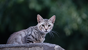 KEDİLERDE FIP HASTALIĞI TEŞHİS VE TEDAVİ