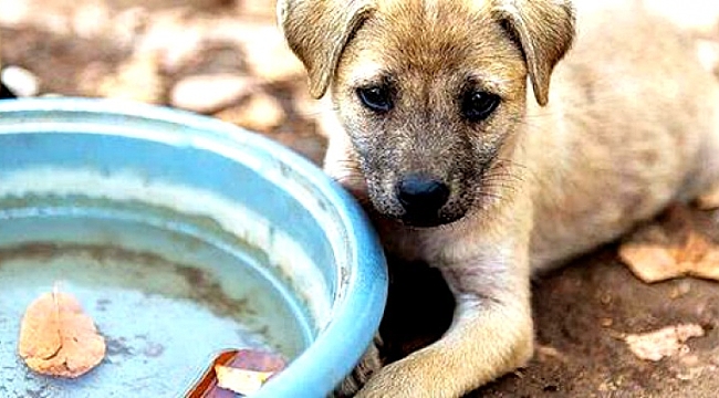 'Silahı dolduran şeytanlar aramızda!