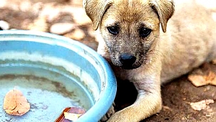 'Silahı dolduran şeytanlar aramızda!