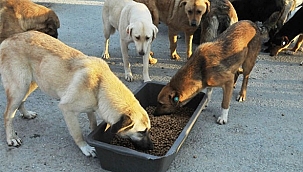 Yaklaşık 500 Sokak Köpeği Buhar Oldu!