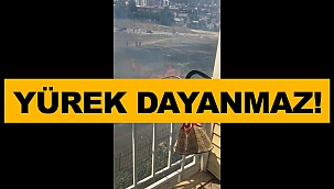 PENDİK'TE ZAVALLI YAVRULARI DİRİ DİRİ YAKTILAR! 