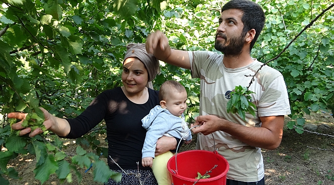 Yine Yeşillendi Fındık Dalları; Ama Bu Kez Feke'de