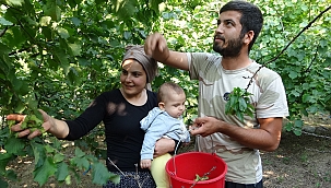 Yine Yeşillendi Fındık Dalları; Ama Bu Kez Feke'de