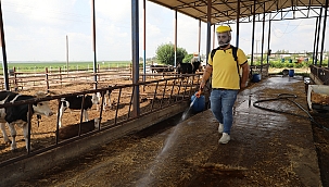 YÜREĞİR'DE VEKTÖRLE MÜCADELE ÇALIŞMASI 