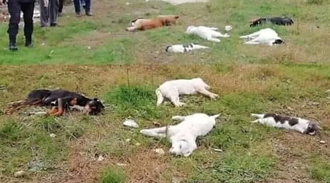 Havrita'nın Topluma Yaydığı Vicdan Zehirlemesi Etkisini Sürdürüyor!