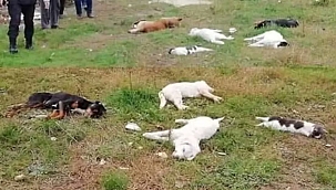 Havrita'nın Topluma Yaydığı Vicdan Zehirlemesi Etkisini Sürdürüyor!