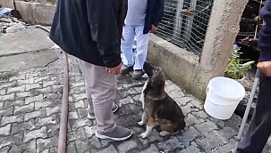 Yavrularını Yangında Yitiren Anne Köpeğin Dayanılmaz Feryadı