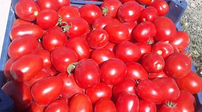 Domates Mevsimi Haydi Değerlendirelim