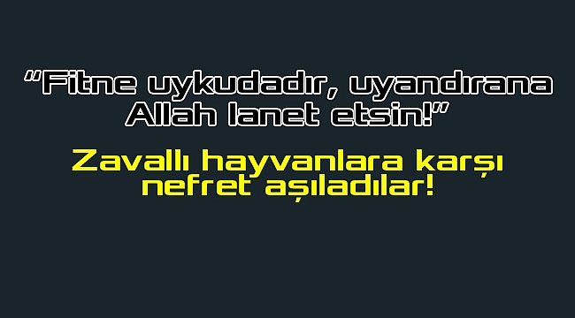 Gaziantep'te '10'dan fazla kedinin arka ayakları kesildi' haberine soruşturma