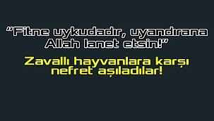 Gaziantep'te '10'dan fazla kedinin arka ayakları kesildi' haberine soruşturma