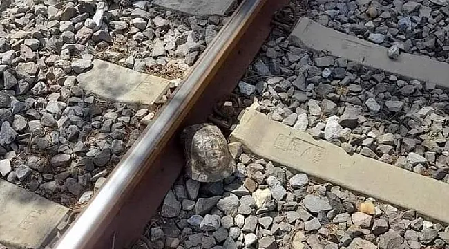 Kalbin Ölmüşse, Yerinde Atsa Ne Olur; KAPLUMBAĞA