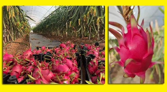 Lezzet Festivaline Ejder Meyvesi Damgası