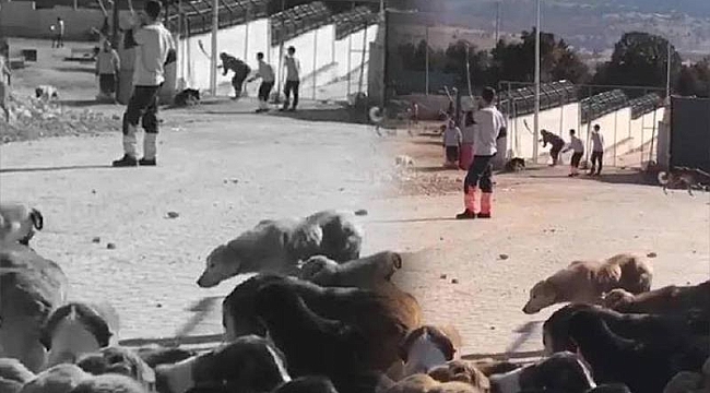 Bakanlıktan Konya Barınağı Açıklaması 