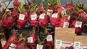 Ejder Meyvesi İlgi Topluyor 