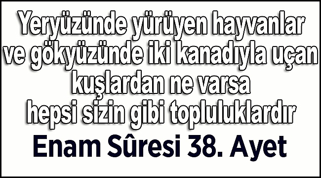 Enam Suresi 38. Ayet