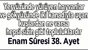 Enam Suresi 38. Ayet