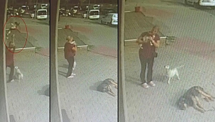 Pencereden düşen köpeğini havada yakaladı