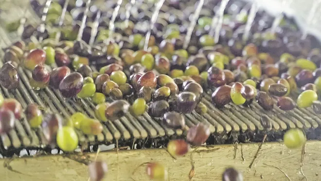 Zeytin üretiminde 2,9 milyon tonluk tarihi rekor 