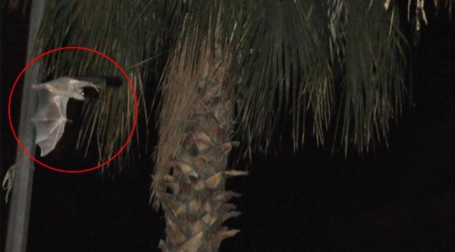 Yarasaların istila ettiği Kozan'da vatandaşlar tedirgin: İlk kez bu kadar büyüğünü görüyoruz