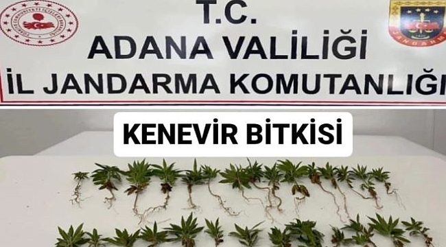106 Kök Hint Keneviri Yakalandı!