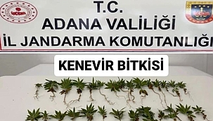 106 Kök Hint Keneviri Yakalandı!